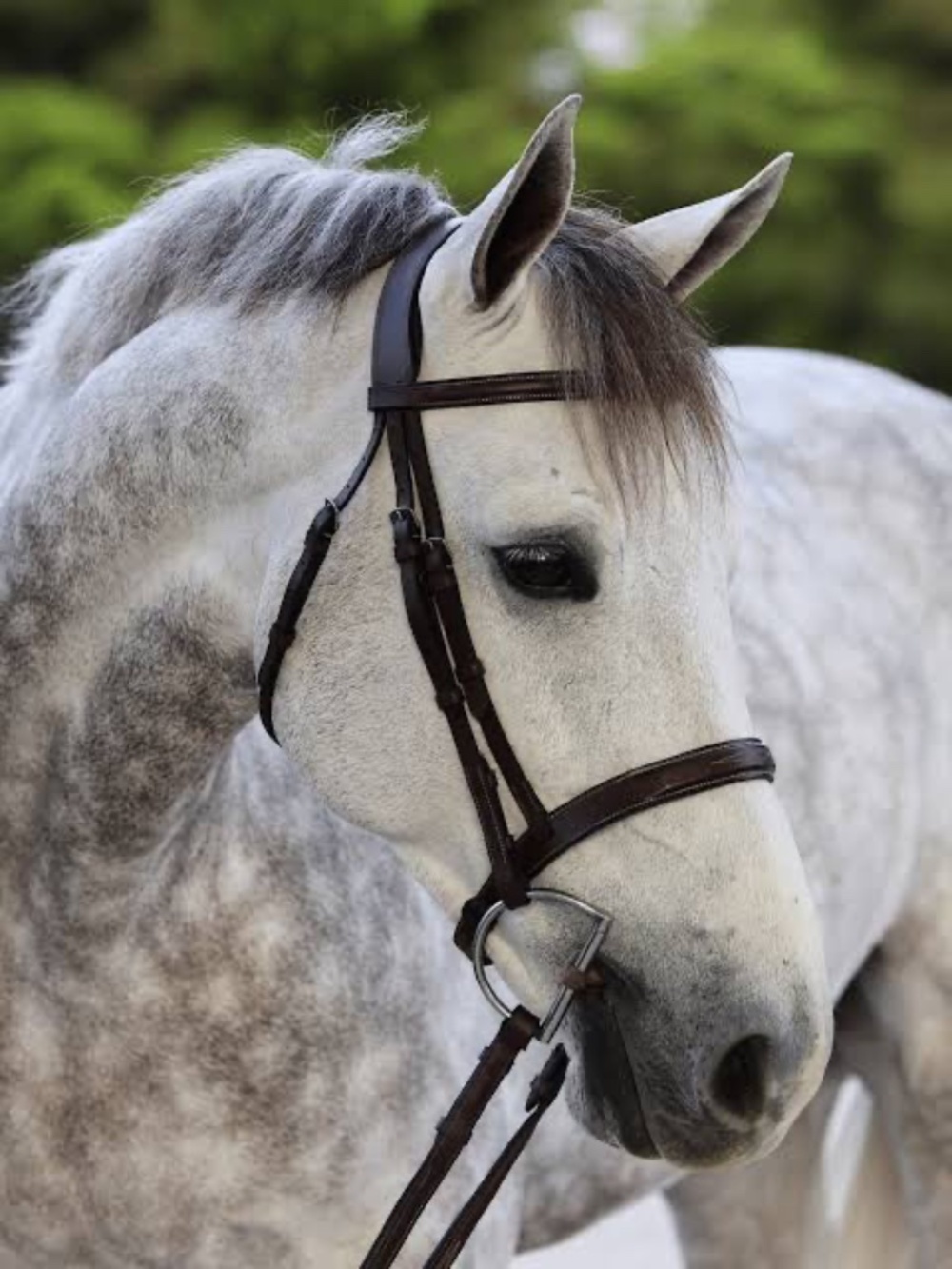ARION SELLIER Hunter Bridle Full Size (NEW)